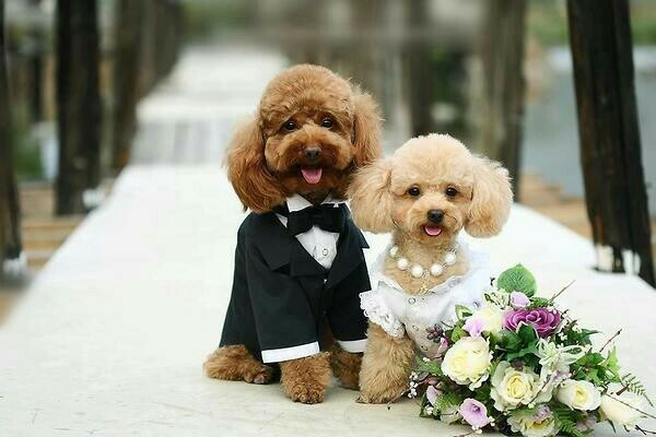love, cute and marry