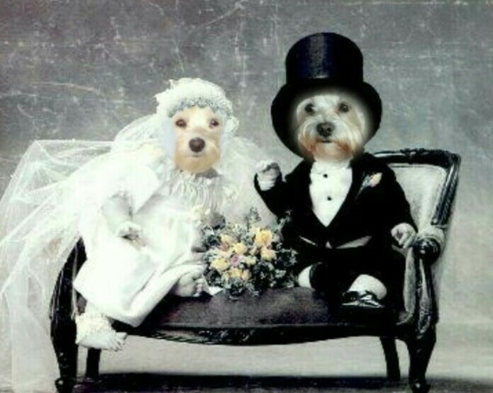 pink flowers, cute, vintage and puppies
