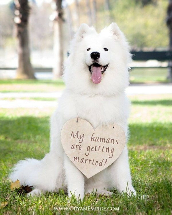 pet, dog and animals