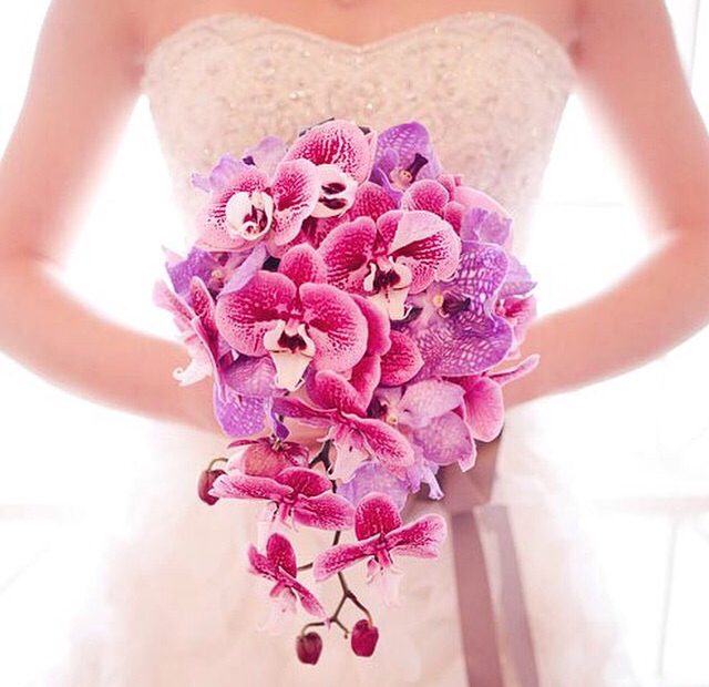 pink, orchids, flowers and white