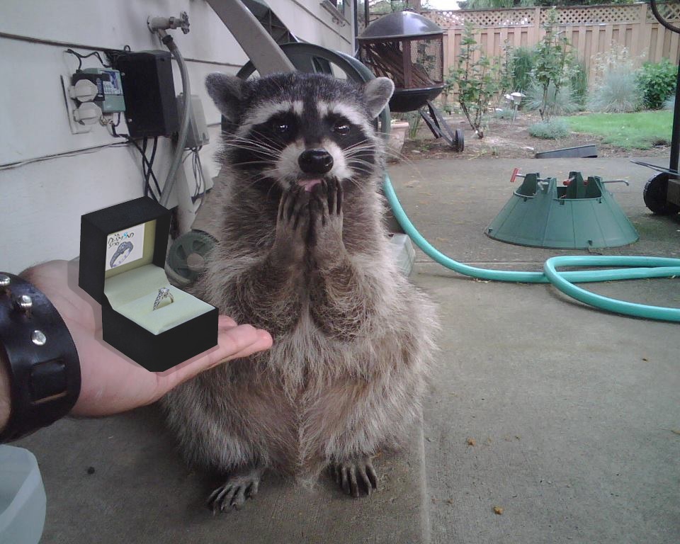 cute, fluffy, lol and pet