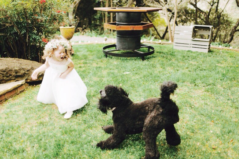 photo, dogs, lady and photograph