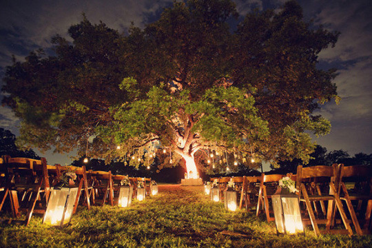 tree, love and lantern