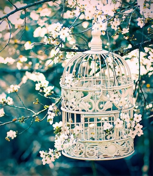 decoration, birdcage, beautiful and bird