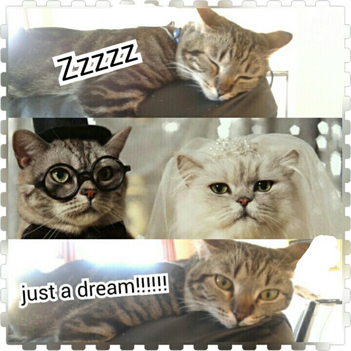 cat, animals, cute and tabby