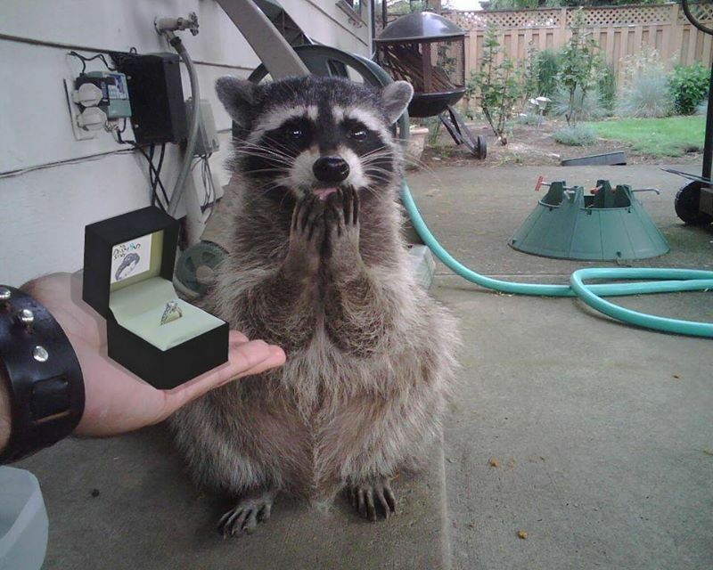 ring, funny, marriage and propose