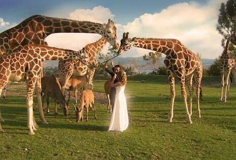 love, giraffe and africamsafari