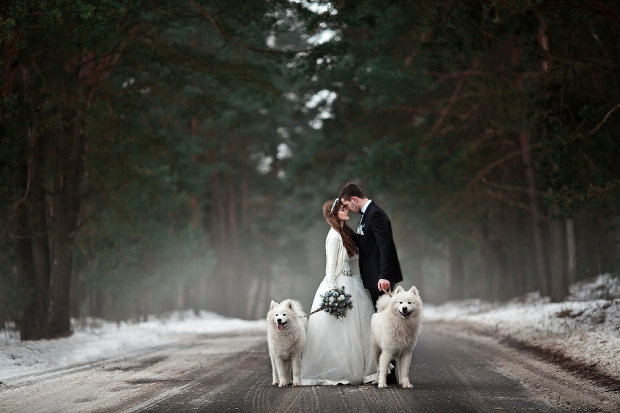 forest, dogs, couple and original