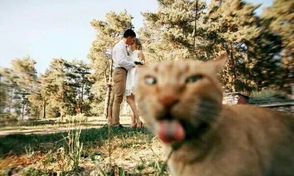 funny, cat and bad