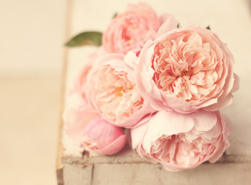 mix, flowers and fashion