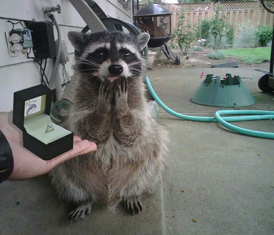 raccoon, wedding+ring, animals and funny