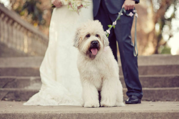 dog, love and beautiful