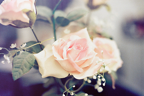 amazing, photography and hearts