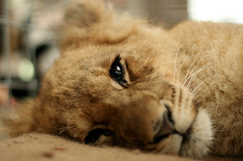 lion baby, bird and sweet