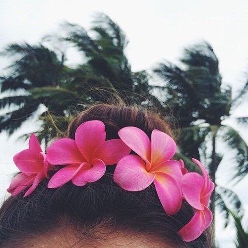 tropic, flowers, tropical and ocean