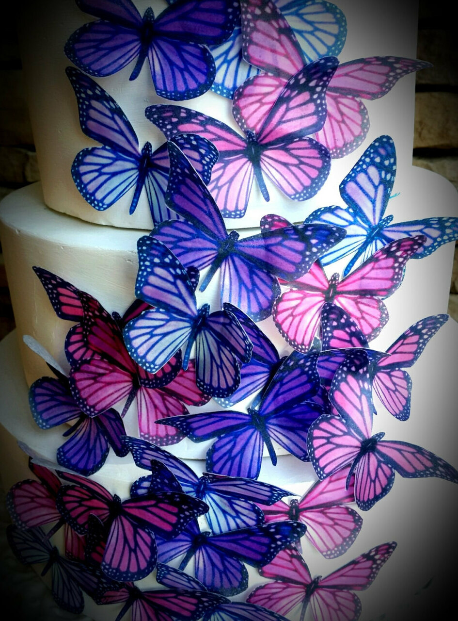 monarch butterfly, sugar butterflies, butterflies edible and ediblie butterflies
