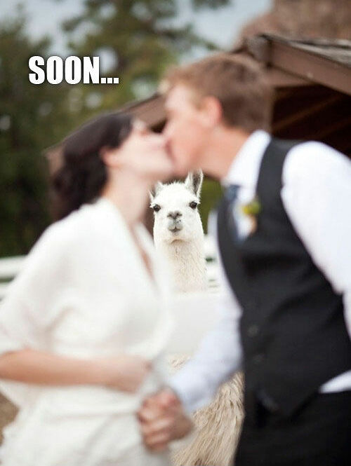 funny, HAHAHA, lol and weddings