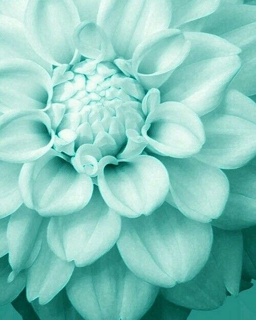 black, gift, flowers and black and white
