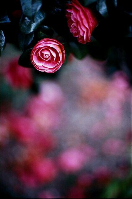 dark, flower and gift