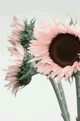 pink, flowers and maroon