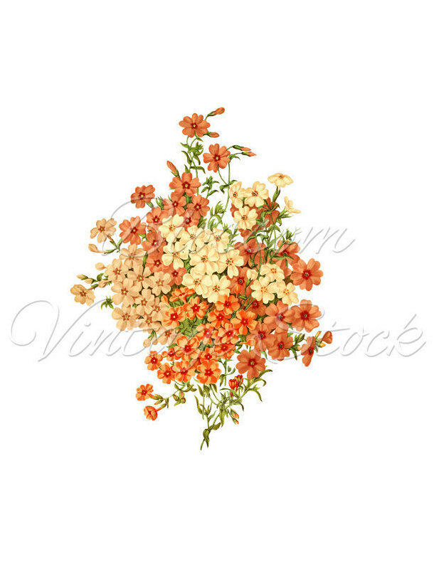 clipart, peach coral white, floral print and coral