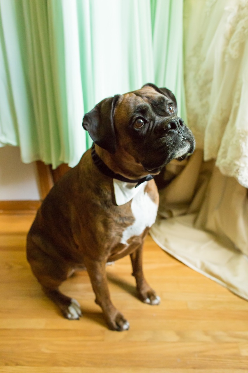 cute, rescue, pet and dog