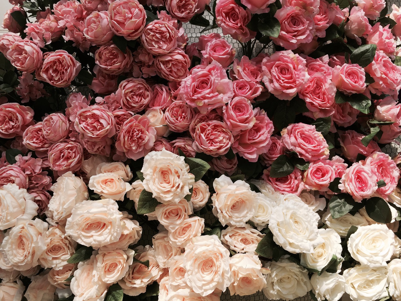 wonderful, white, gardens and rose