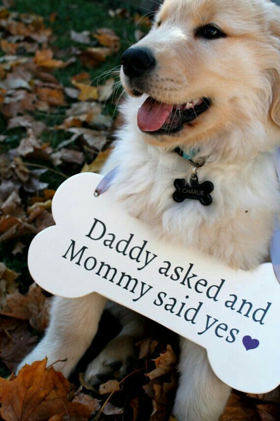propose, yes, said and cute