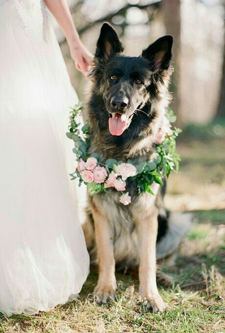 adorable, dog, pet and animal
