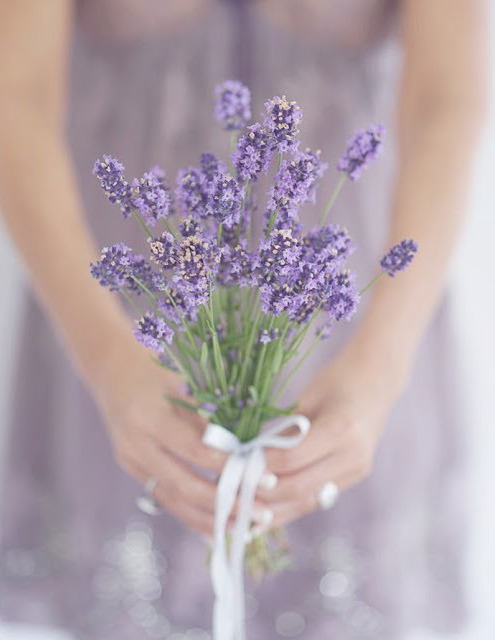 pampas grass bloom, purple and lavender flowers