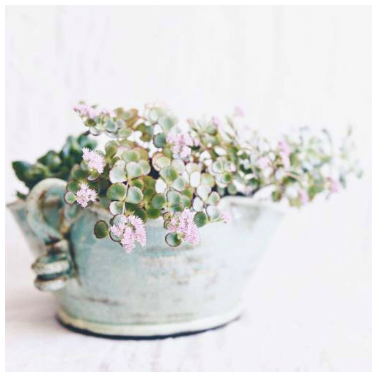 flowers, pflanzen, blumen and photo