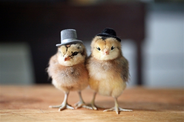 hats, animal and best man
