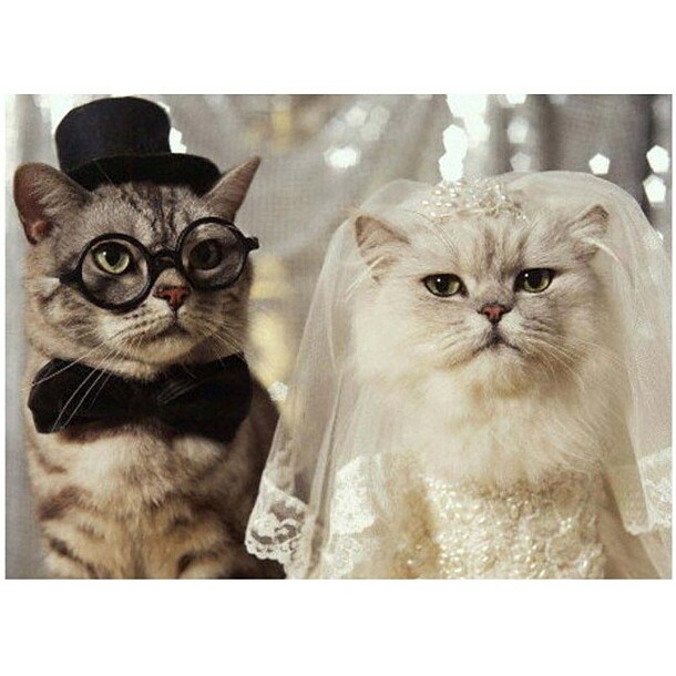 black and white, sweet and cat