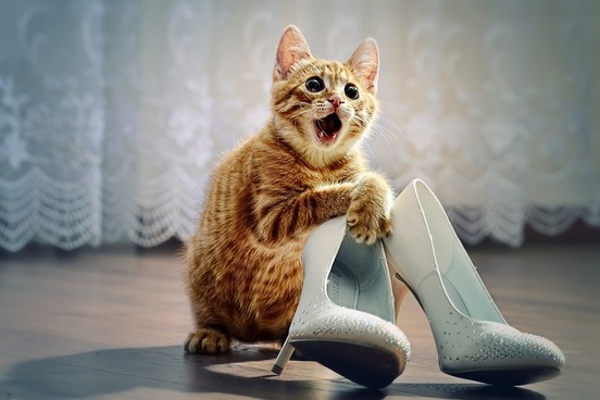 cats, kitty and cute