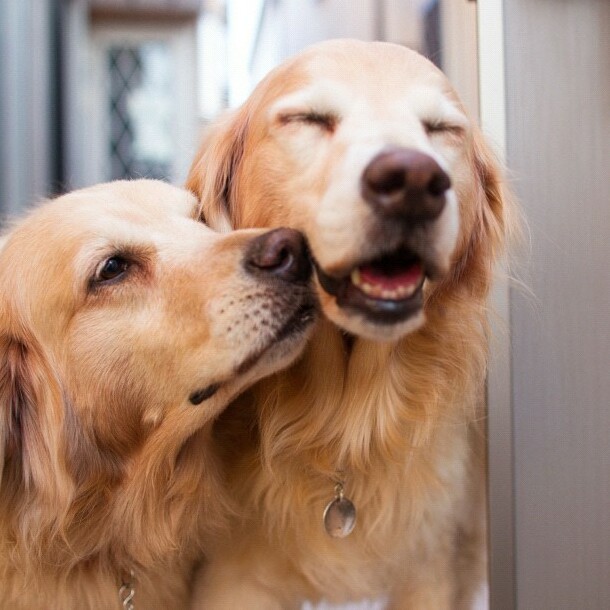 happy, good, dog and flower