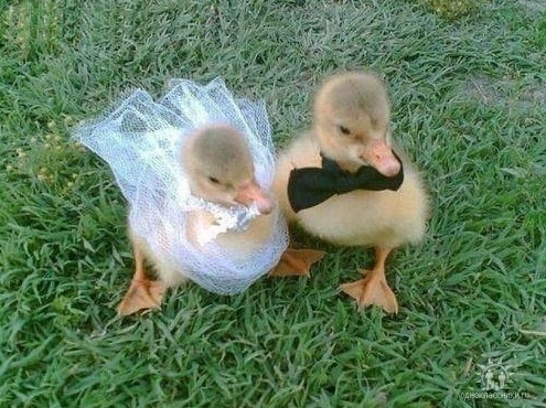 duck wedding animals cute