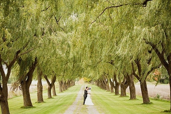 willow trees and long lane