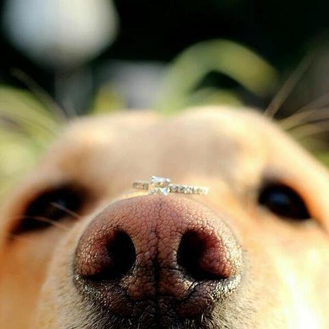 animals, love, photography and puppy