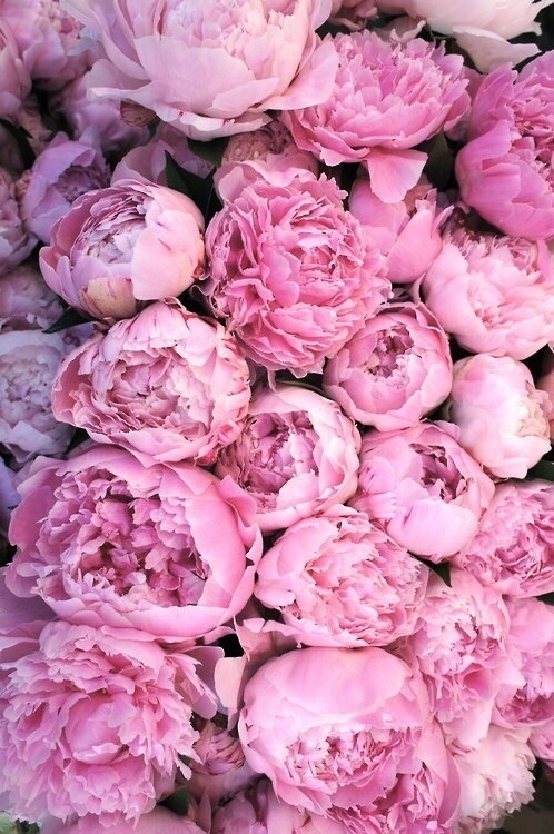 romantic, ?, bloom and natural