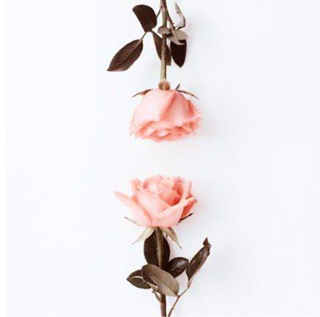 flower, fleur, flowers and rose