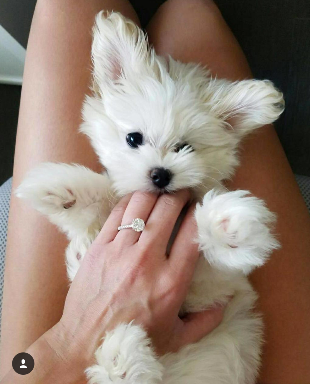 beautiful, puppy, engagement ring and aww
