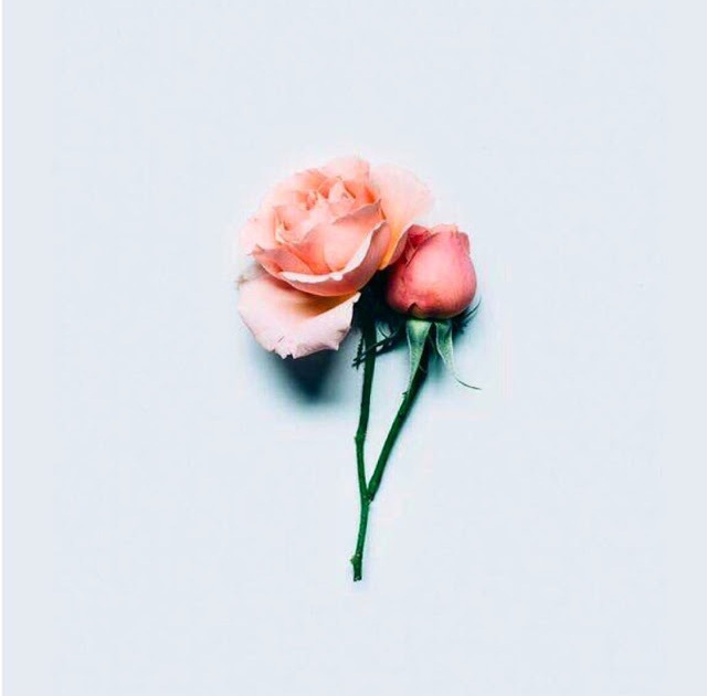 book, rose, roses and Fleurs
