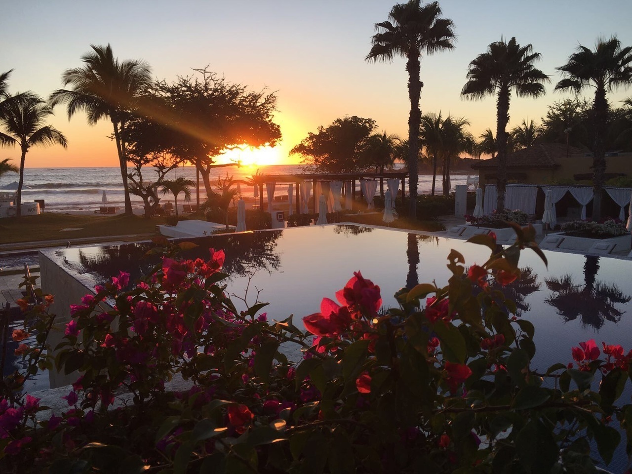 flowers, nature, sunset and pool