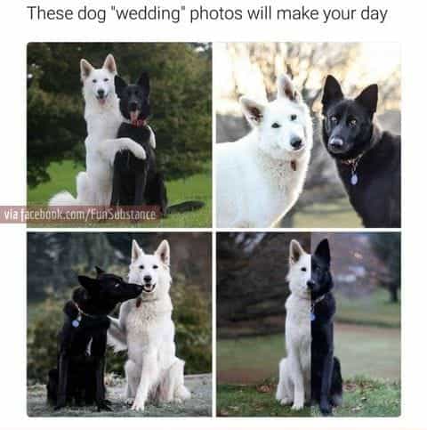 lol, quotes, doggo and humor