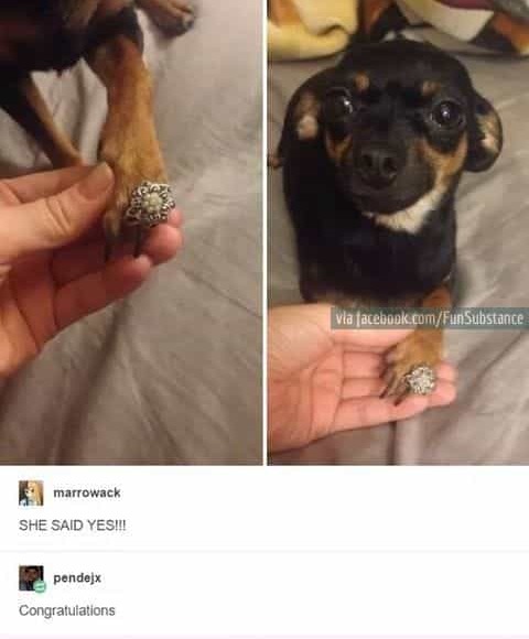 invited, humor, funny and lol
