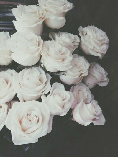 white, rose and beautiful