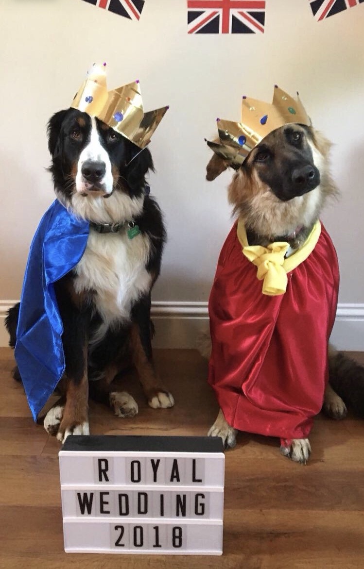 funny, dogs, royal wedding and cute