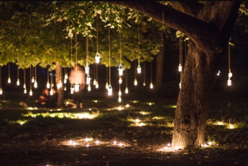 forest, forest wedding and nature