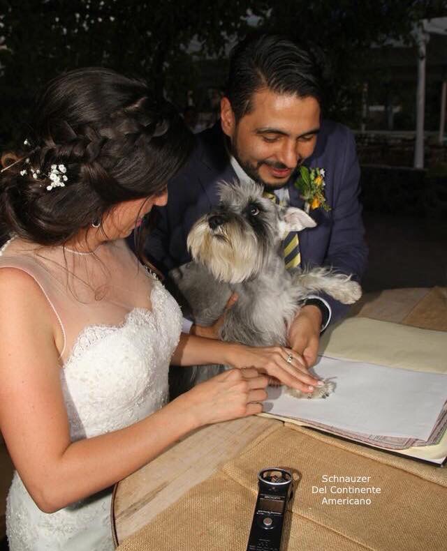 perro, dog, schnauzer and puppy