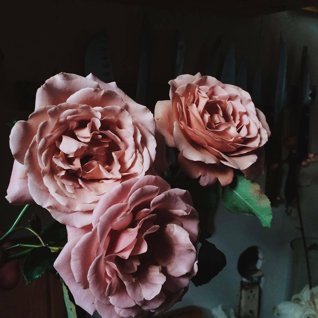 weheartit, pink, tumblr and rose